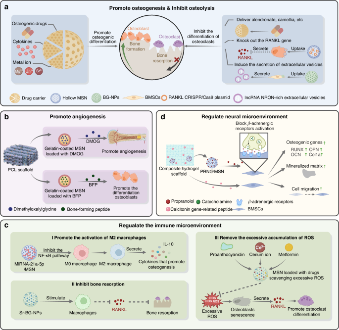 Fig. 11: Application of SNs in bone regeneration.
