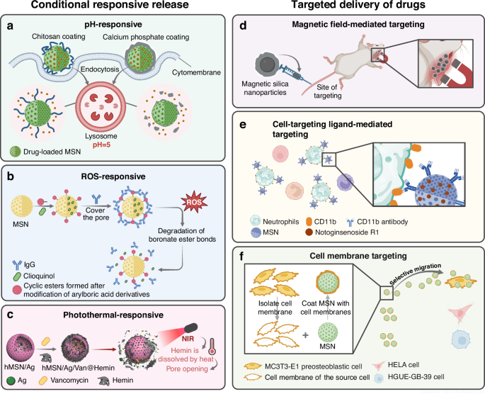 Fig. 9: Application of SNs in drug delivery.