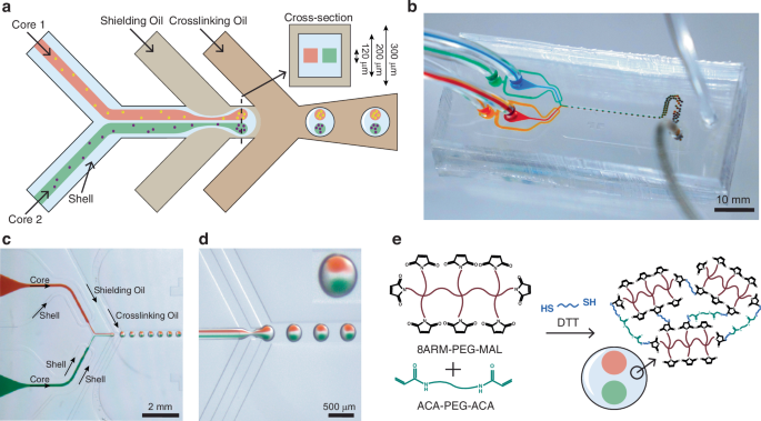 Fig. 1: Fabrication of multi-compartment microcapsules.
