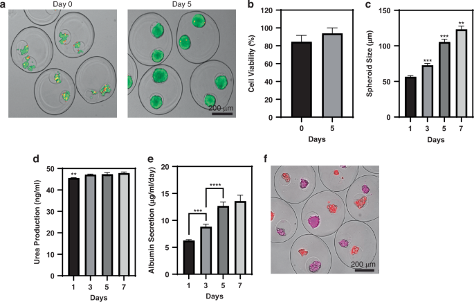 Fig. 3: Loading, viability and function of cells in multicompartment microcapsules.