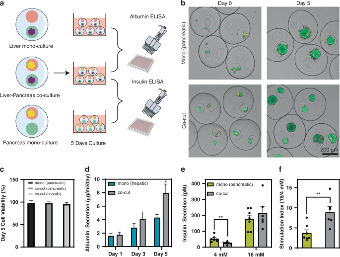 Fig. 4: Creating liver-pancreas co-cultures and assessing functional synergy of cells in microcapsules.