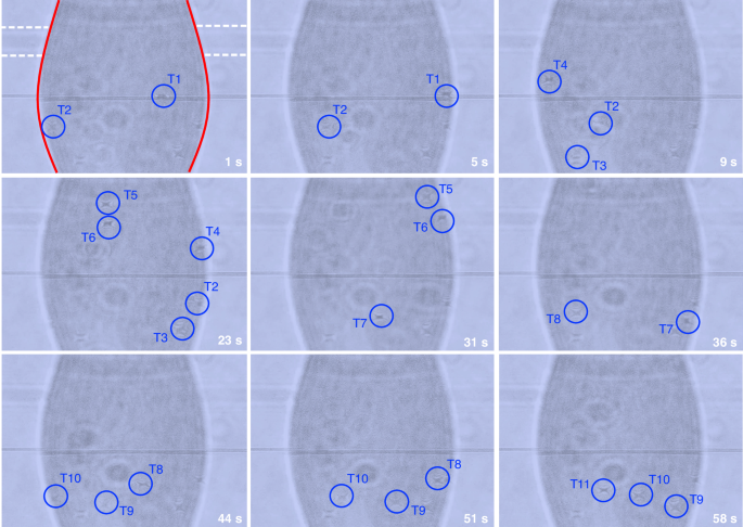 Fig. 4: Representative microscopic images extracted from Supplementary Movie 1, demonstrating large-scale PS particle trapping in the GTP WGM microbottle resonator under an input power of 1.03 mW.