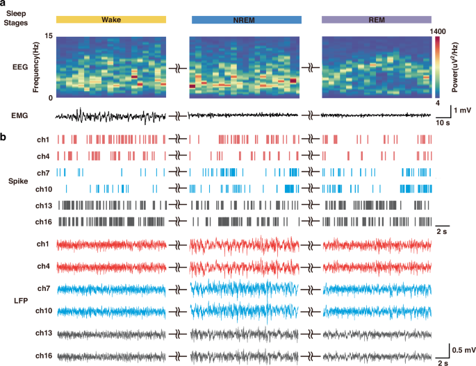 Fig. 6: Neural activity recordings in the VTA across sleep–wake states.