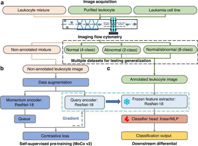 Fig. 1: Schematic of generalizable self-supervised learning for imaging flow cytometry on multi-dataset leukocyte differential