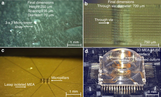 Fig. 3: Optical images of the mitochondria biosensor throughout different stages of the microfabrication process.