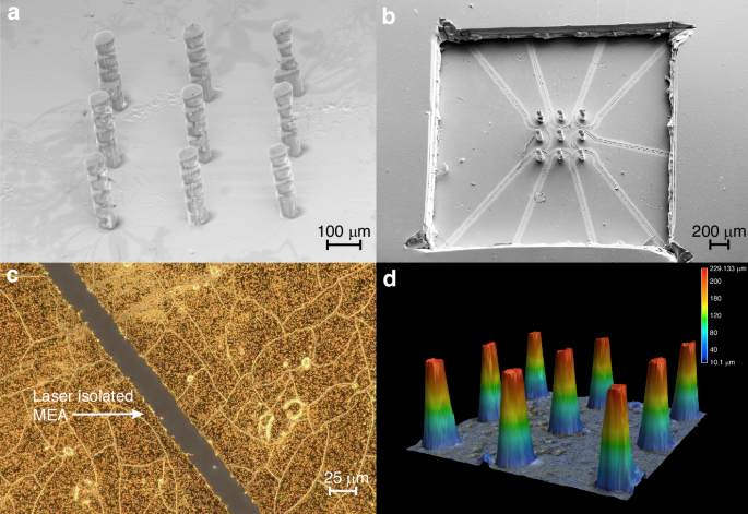 Fig. 4: Physical microelectrode array characterization via SEM and Laser Confocal Microscopy
