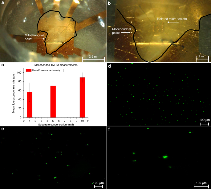 Fig. 5: Optical characterization of pelleted mitochondria at different respiratory substrate concentrations using TMRM imaging