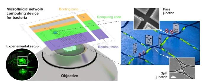 Amplification of computational power by the multiplication of bacteria exploring microfluidic networks encoding mathematical problems