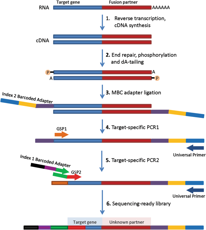 Flanking-sequence exponential anchored–polymerase chain reaction  amplification: a sensitive and highly specific method for detecting  retroviral integrant–host–junction sequences - Cytotherapy