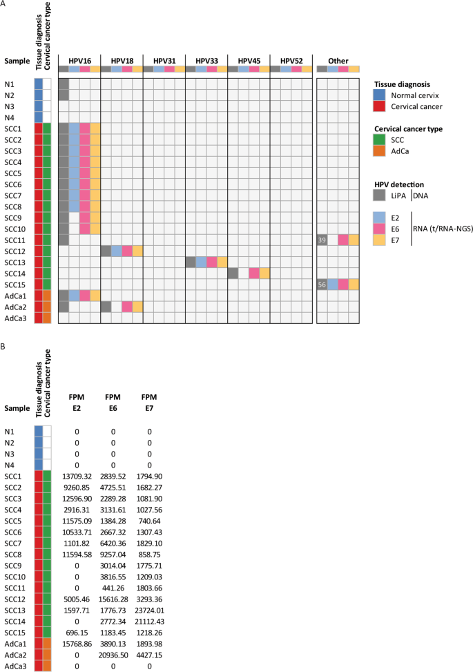 hpv vírus rna)