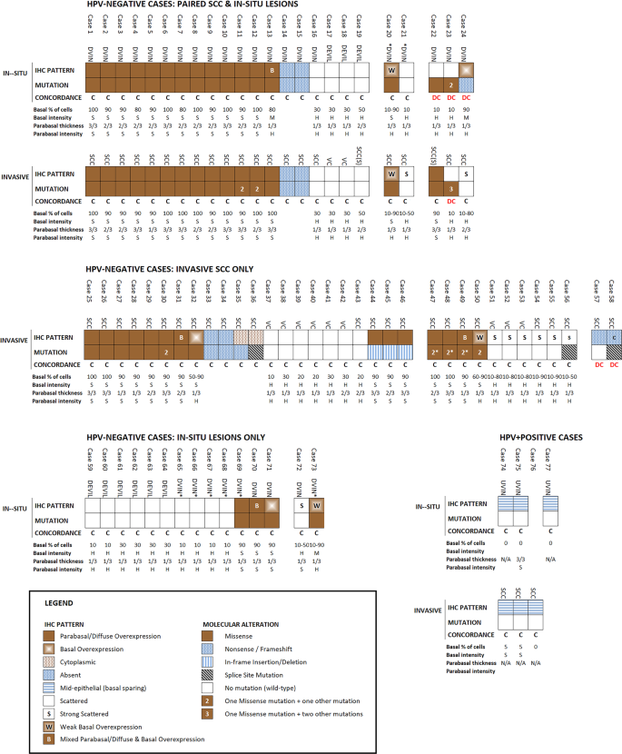 Major P53 Immunohistochemical Patterns In In Situ And Invasive Squamous Cell Carcinomas Of The Vulva And Correlation With Tp53 Mutation Status Modern Pathology Major P53 Immunohistochemical Patterns In In Situ And Invasive Squamous Cell Carcinomas Of The Vulva And Correlation With Tp53 Mutation Status Modern Pathology