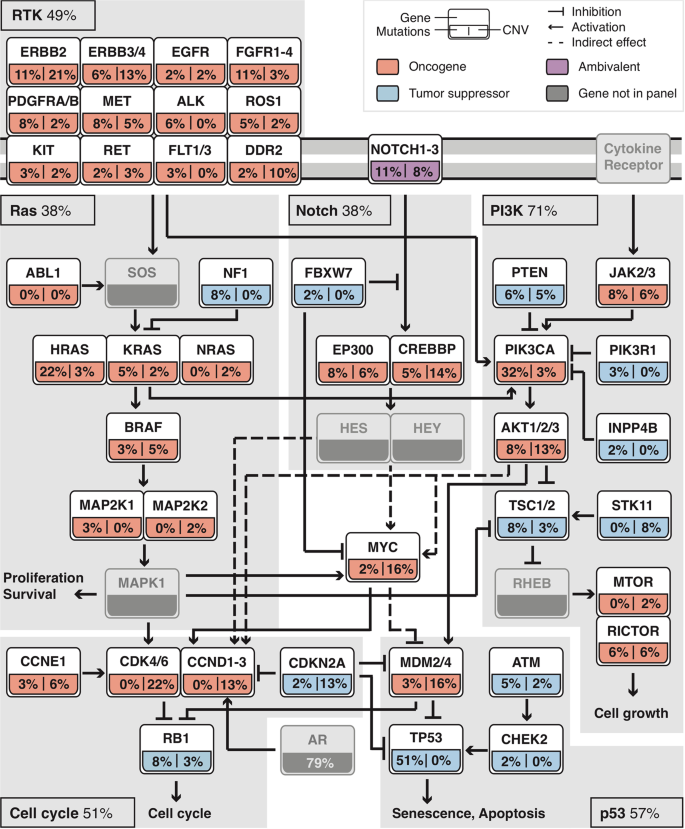 Fig. 5: Curated pathways commonly affected by oncogenic events in 63 salivary duct carcinomas.