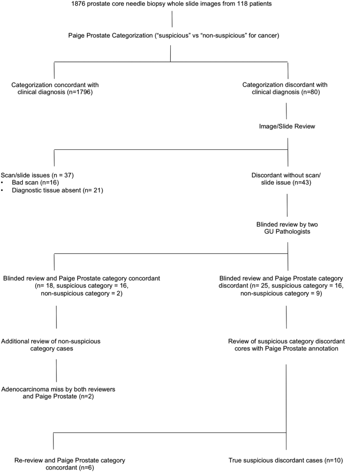 An Independent Assessment Of An Artificial Intelligence System For Prostate Cancer Detection Shows Strong Diagnostic Accuracy Modern Pathology An Independent Assessment Of An Artificial Intelligence System For Prostate Cancer Detection Shows Strong Diagnostic Accuracy Modern Pathology