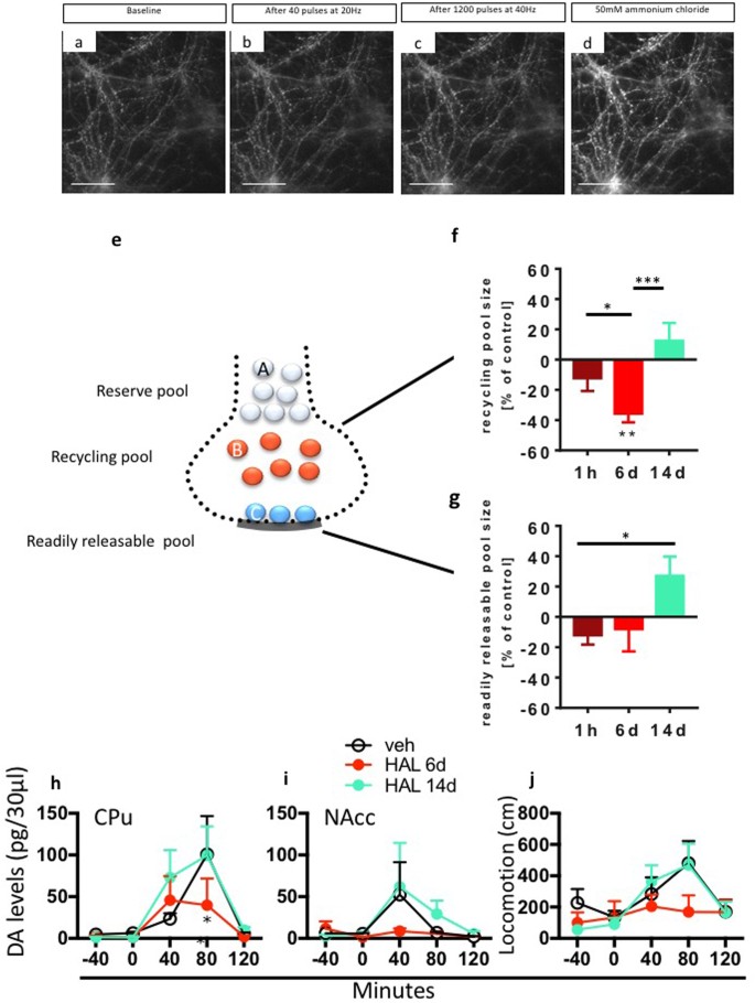 images Dopamine Drug Action antipsychotic drug efficacy