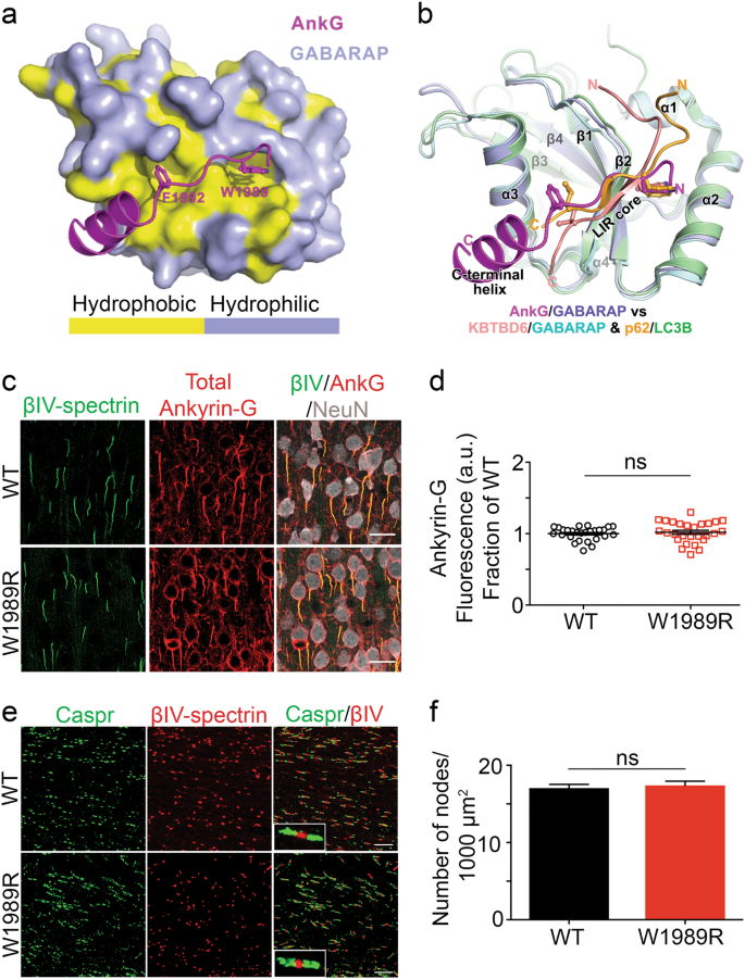 Ankyrin G Regulates Forebrain Connectivity And Network Synchronization Via Interaction With Gabarap Molecular Psychiatry