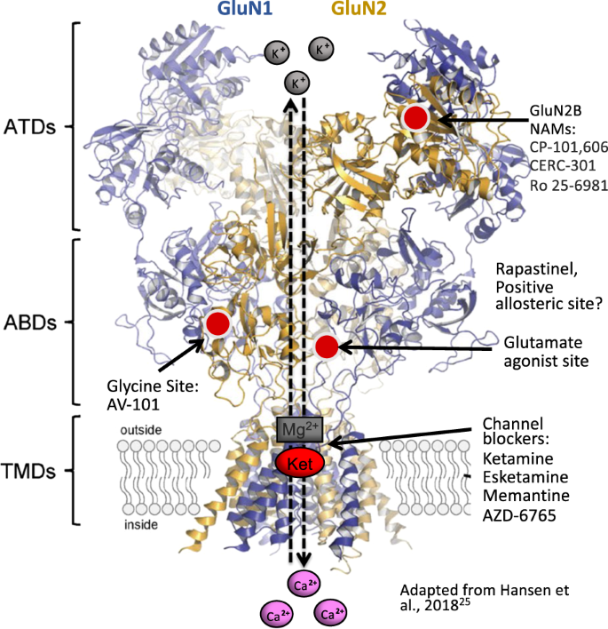 Neurobiology Of Rapid Acting Antidepressants Convergent Effects On Glua1 Synaptic Function Molecular Psychiatry