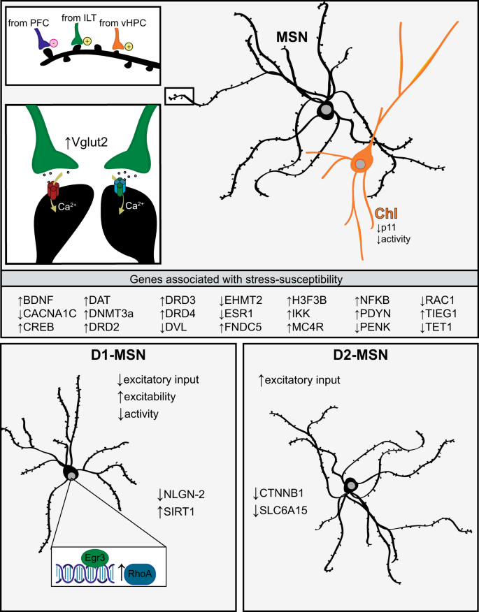 The Molecular And Cellular Mechanisms Of Depression A Focus On Reward Circuitry Molecular Psychiatry