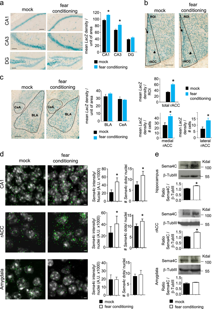 The Impact Of Semaphorin 4c Plexin B2 Signaling On Fear Memory Via Remodeling Of Neuronal And Synaptic Morphology Molecular Psychiatry