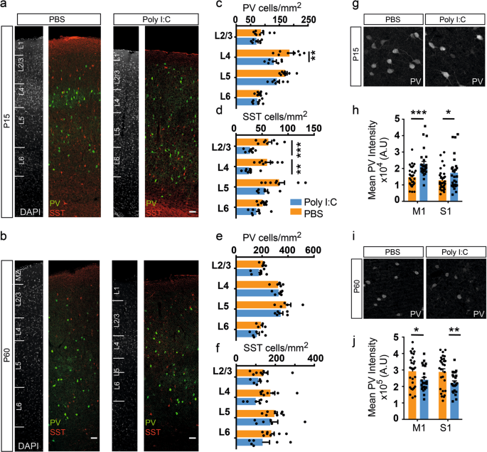 Maternal Inflammation Has A Profound Effect On Cortical Interneuron Development In A Stage And Subtype Specific Manner Molecular Psychiatry