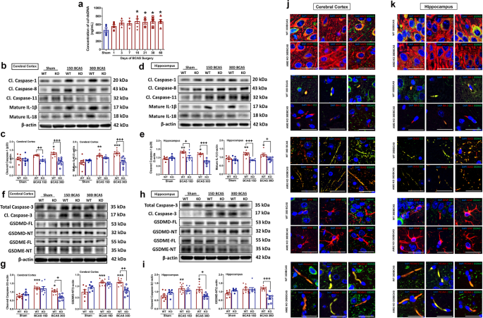 Aim2 Inflammasome Mediates Hallmark Neuropathological Alterations And Cognitive Impairment In A Mouse Model Of Vascular Dementia Molecular Psychiatry