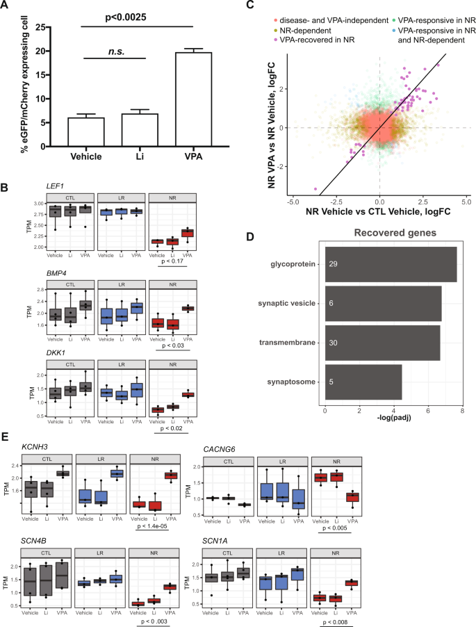 Deficient Lef1 Expression Is Associated With Lithium Resistance And Hyperexcitability In Neurons Derived From Bipolar Disorder Patients Molecular Psychiatry