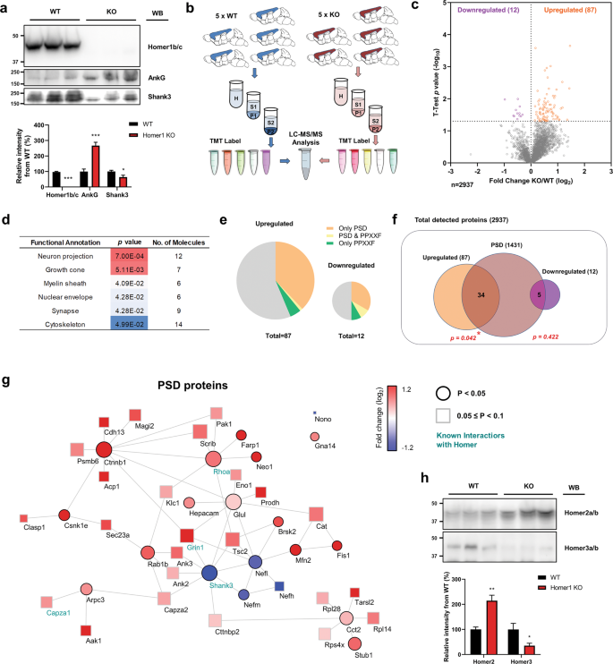 Homer1 Promotes Dendritic Spine Growth Through Ankyrin G And Its Loss Reshapes The Synaptic Proteome Molecular Psychiatry