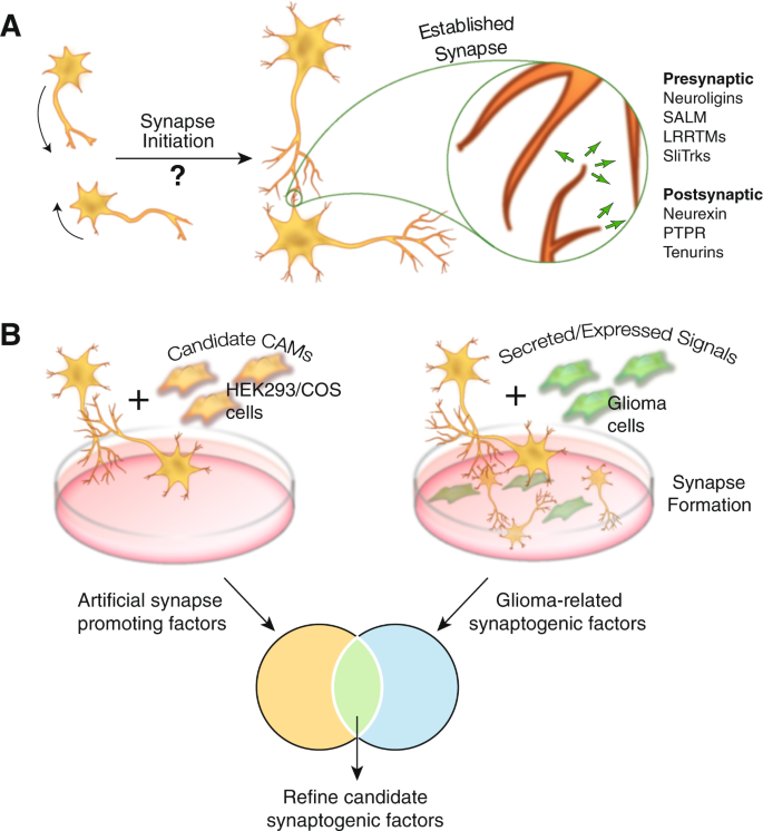 dihexa promotes synaptogenesis Can gliomas provide insights into promoting synaptogenesis?
