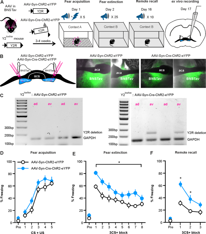 Functional Deletion Of Neuropeptide Y Receptors Type 2 In Local Synaptic Networks Of Anteroventral Bnst Facilitates Recall And Increases Return Of Fear Molecular Psychiatry