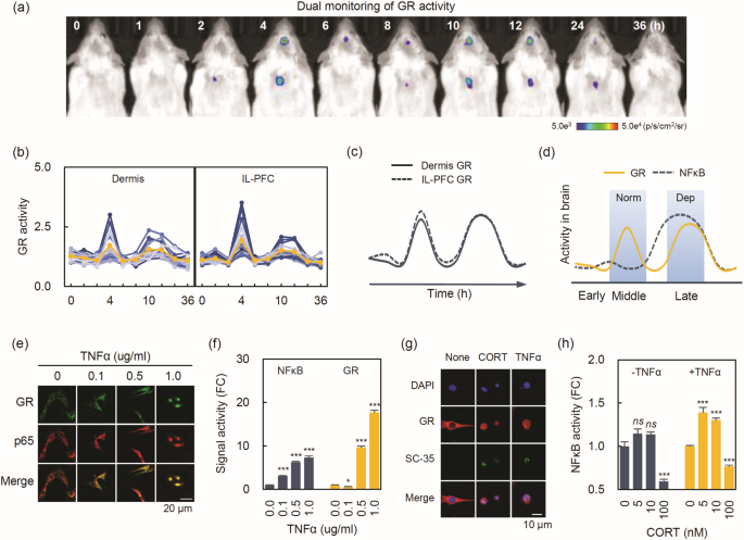 Decoding The Temporal Nature Of Brain Gr Activity In The Nfkb Signal Transition Leading To Depressive Like Behavior Molecular Psychiatry