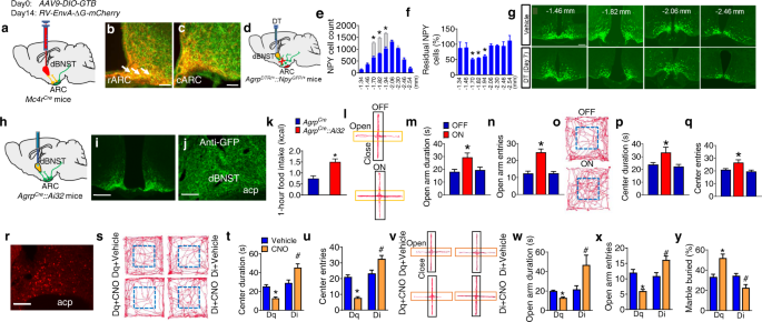 Reciprocal Control Of Obesity And Anxiety Depressive Disorder Via A Gaba And Serotonin Neural Circuit Molecular Psychiatry