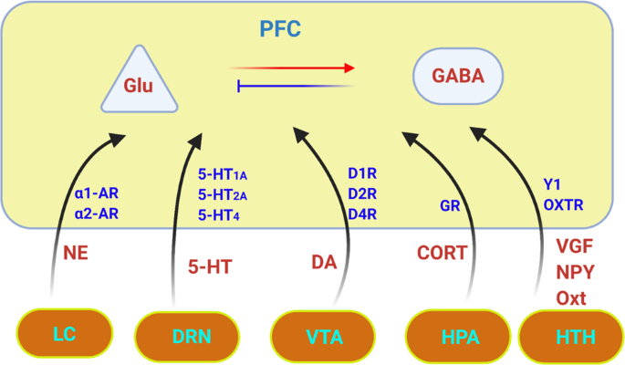 Mechanisms Of Synaptic Transmission Dysregulation In The Prefrontal Cortex Pathophysiological Implications Molecular Psychiatry