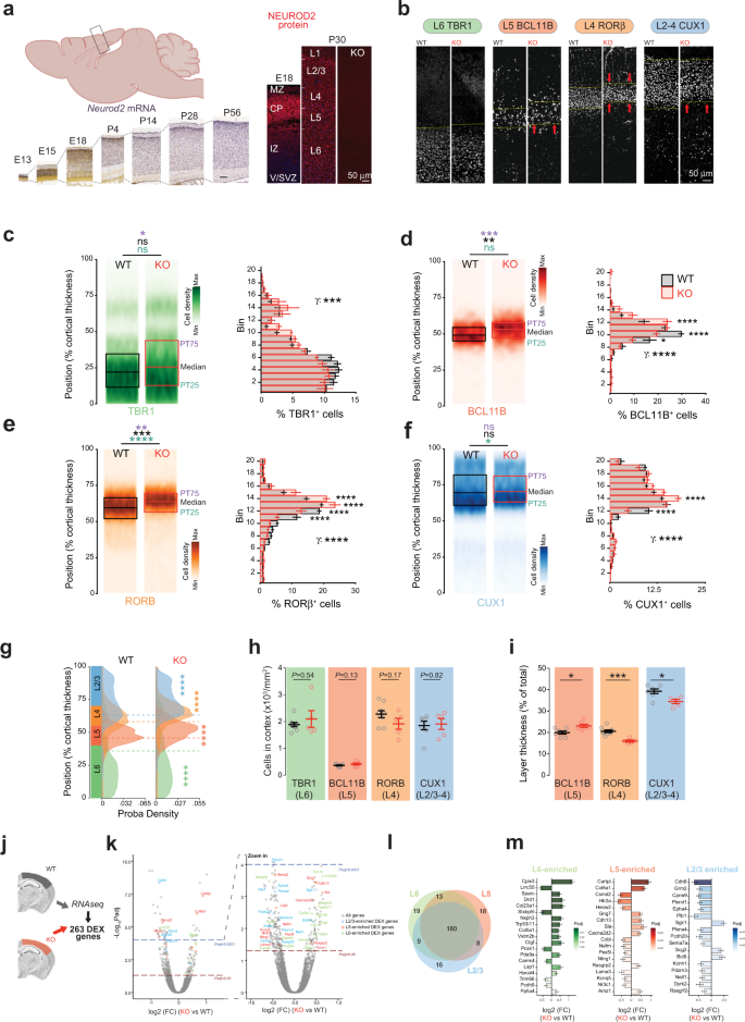 Disruption of NEUROD2 causes a neurodevelopmental syndrome with autistic  features via cell-autonomous defects in forebrain glutamatergic neurons |  Molecular Psychiatry