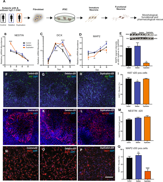 Using Induced Pluripotent Stem Cells To Investigate Human Neuronal Phenotypes In 1q21 1 Deletion And Duplication Syndrome Molecular Psychiatry