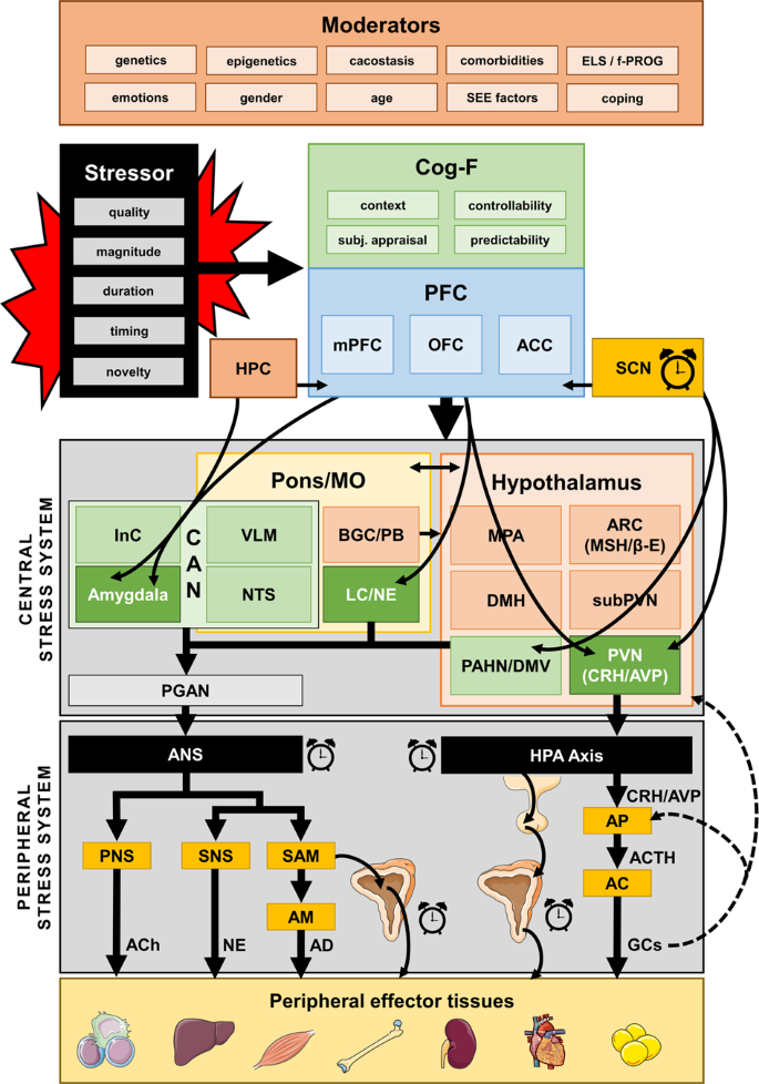 The Neuroendocrinology Of Stress The Stress Related Continuum Of Chronic Disease Development Molecular Psychiatry