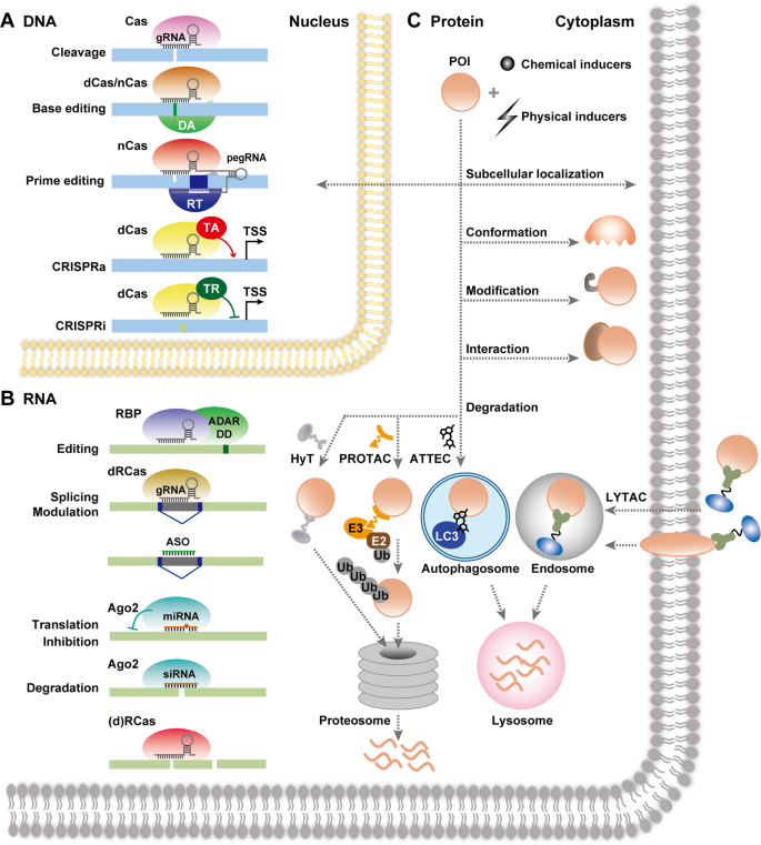 Emerging Strategies For The Genetic Dissection Of Gene Functions Cell Types And Neural Circuits In The Mammalian Brain Molecular Psychiatry