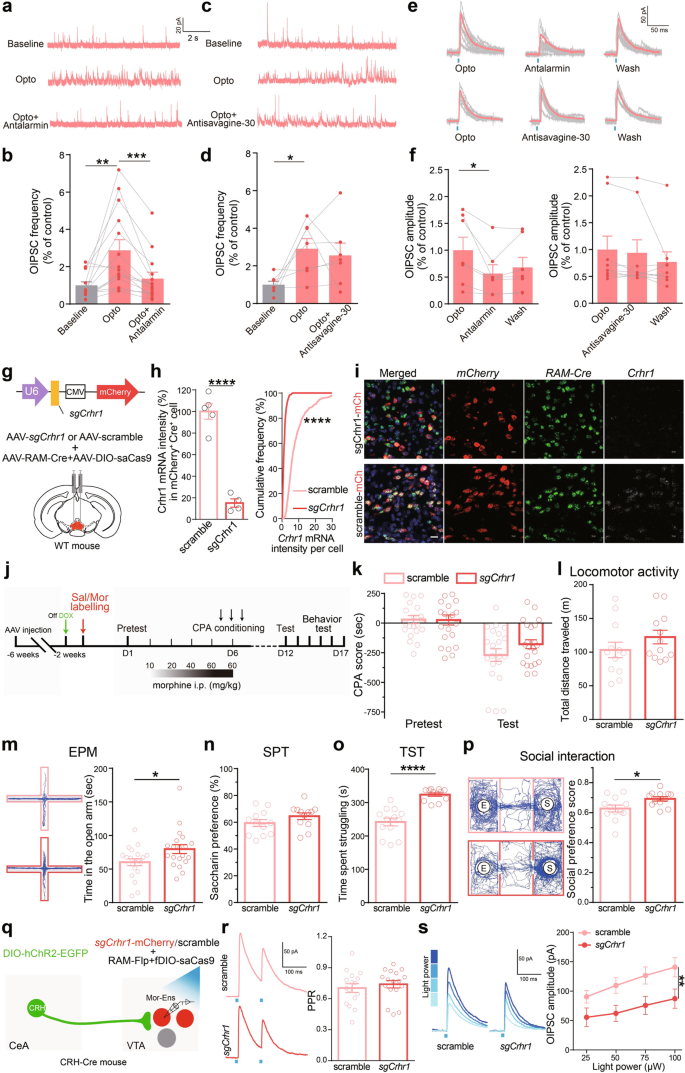 Fig. 6: Pharmacological and genetic interventions of CRHR1 signaling attenuate the inhibitory inputs from CRHCeA→VTA, and the negative effect during opiate withdrawal.