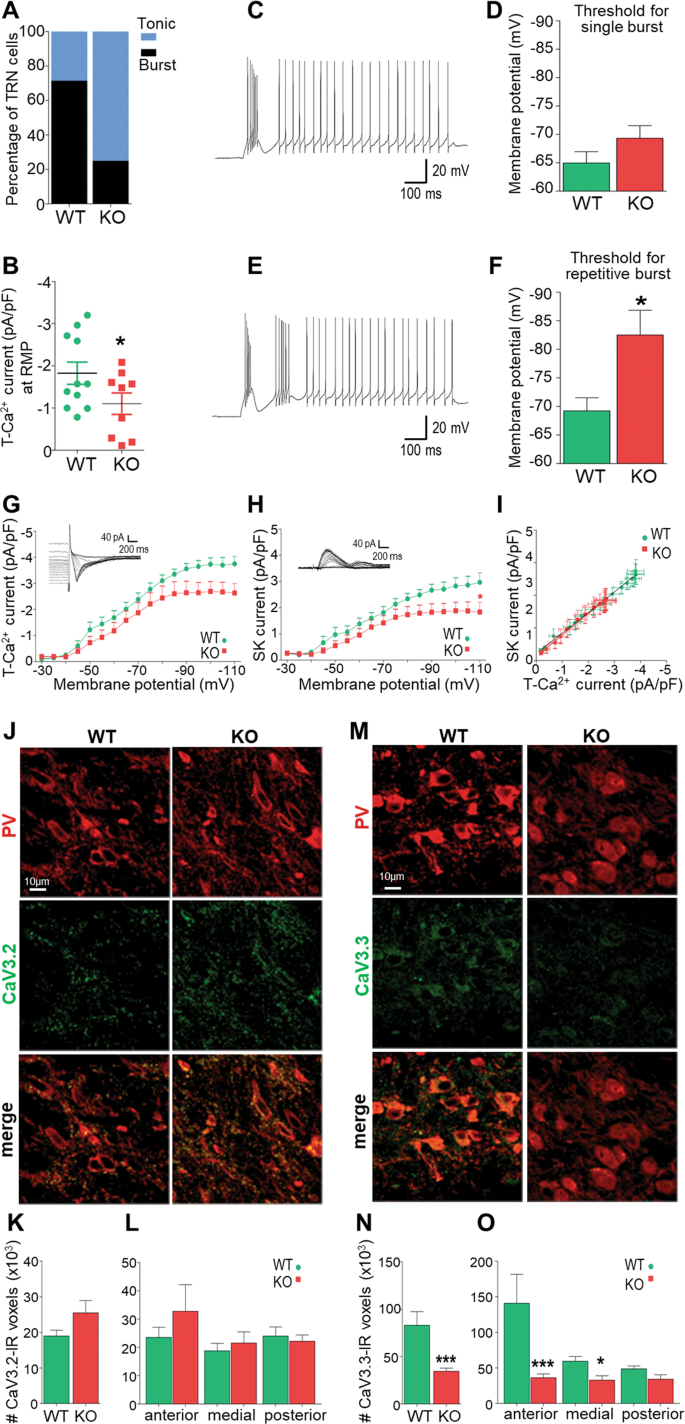Developmental oxidative stress leads to T-type Ca2+ channel hypofunction in  thalamic reticular nucleus of mouse models pertinent to schizophrenia |  Molecular Psychiatry