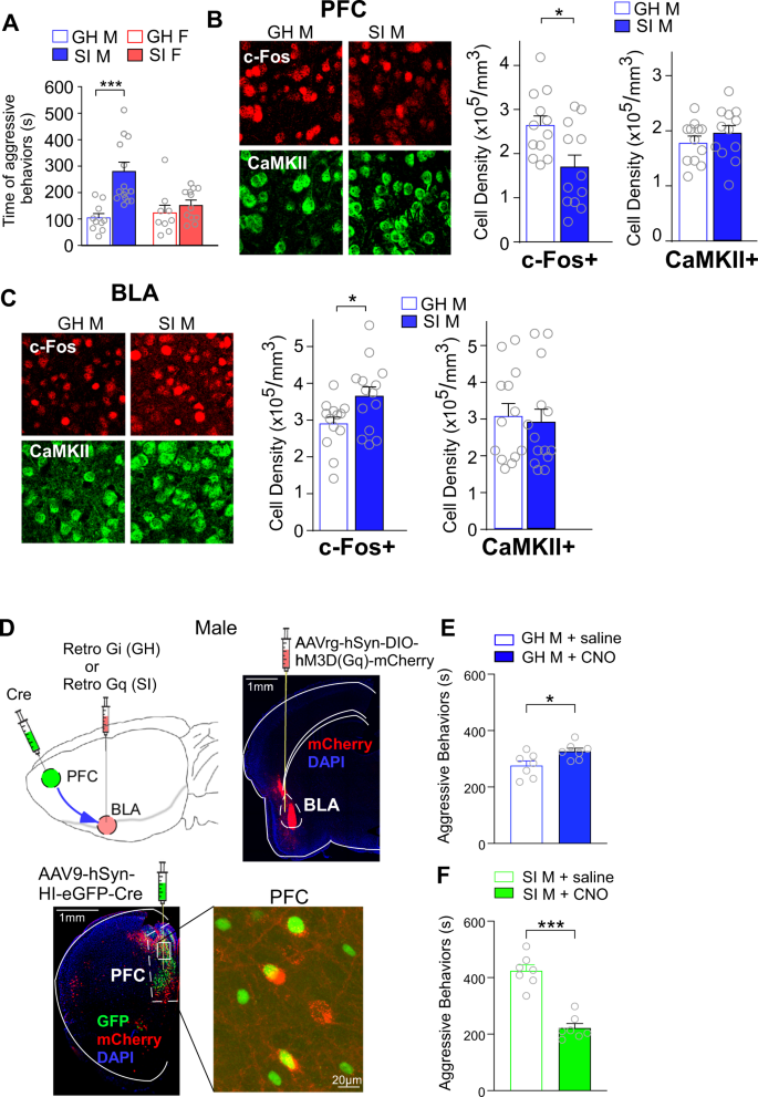 Molecular And Cellular Mechanisms For Differential Effects Of Chronic Social Isolation Stress In Males And Females Molecular Psychiatry Molecular And Cellular Mechanisms For Differential Effects Of Chronic Social Isolation Stress In Males And Females Molecular Psychiatry