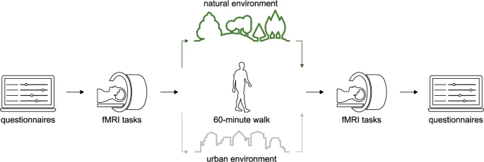 How nature nurtures: Amygdala activity decreases as the result of a one-hour walk in nature