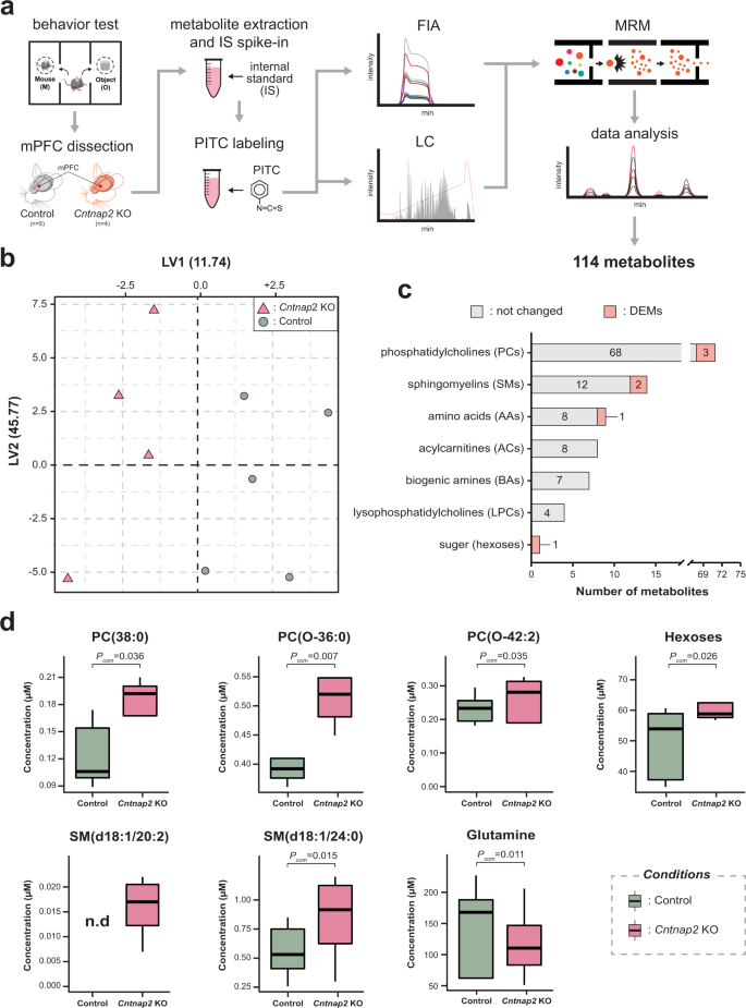 Cntnap2-dependent molecular networks in autism spectrum disorder revealed  through an integrative multi-omics analysis | Molecular Psychiatry
