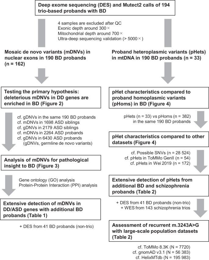 Deep exome sequencing identifies enrichment of deleterious mosaic variants in neurodevelopmental disorder genes and mitochondrial tRNA regions in bipolar disorder | Molecular Psychiatry deep-exome-sequencing-identifies-enrichment-of-deleterious-mosaic-variants-in-neurodevelopmental-disorder-genes-and-mitochondrial-trna-regions-in-bipolar-disorder-molecular-psychiatry