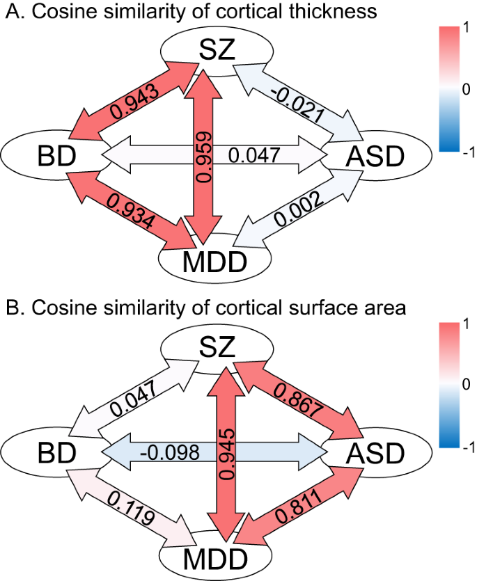 Fig. 4: The similarity of the pattern of cortical thickness thinning and the similarity of the pattern of smaller cortical surface area, using effect sizes of 68 areas calculated by group comparison between healthy comparison subjects and each disorder group, is shown using cosine similarity.