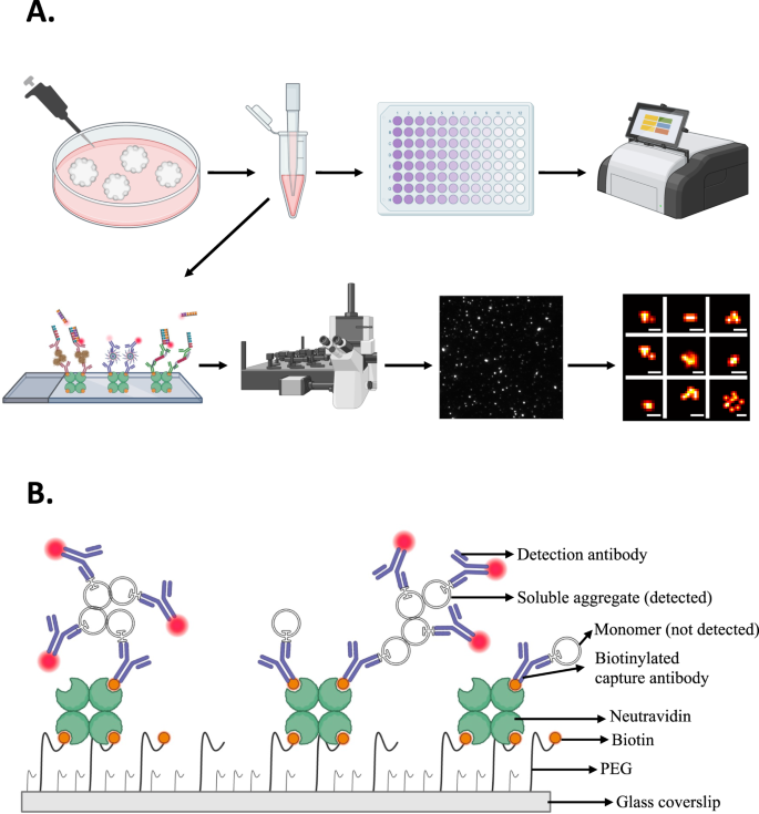 Cerebral organoids with chromosome 21 trisomy secrete Alzheimer's disease-related soluble aggregates detectable by single-molecule-fluorescence and super-resolution microscopy | Molecular Psychiatry cerebral-organoids-with-chromosome-21-trisomy-secrete-alzheimer-s-disease-related-soluble-aggregates-detectable-by-single-molecule-fluorescence-and-super-resolution-microscopy-molecular-psychiatry