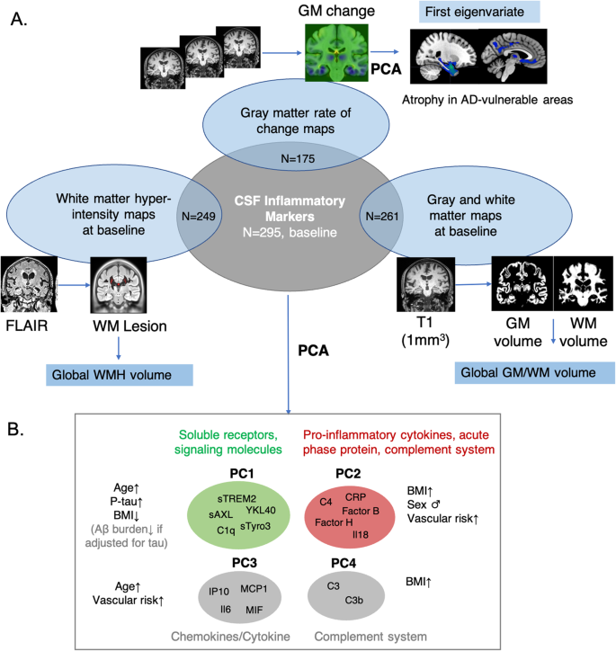 Fig. 1: Overview of methods and derived summary inflammation and brain measures.