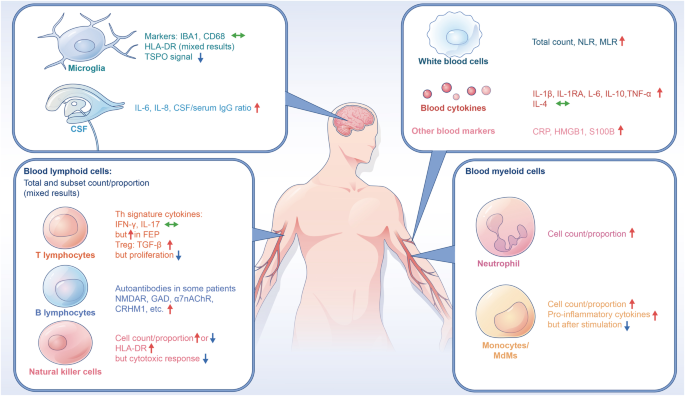Fig. 1: Immunophenotypes in psychosis.
