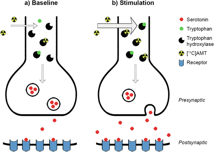Fig. 1: Schematic description of the synthesis model in the context of the serotonin system.