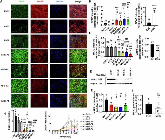 Fig. 1: MHS hiPSCs in 2D cultures generate more astrocytes and fewer neurons, but with increased spontaneous activity compared to controls (Ctrls).