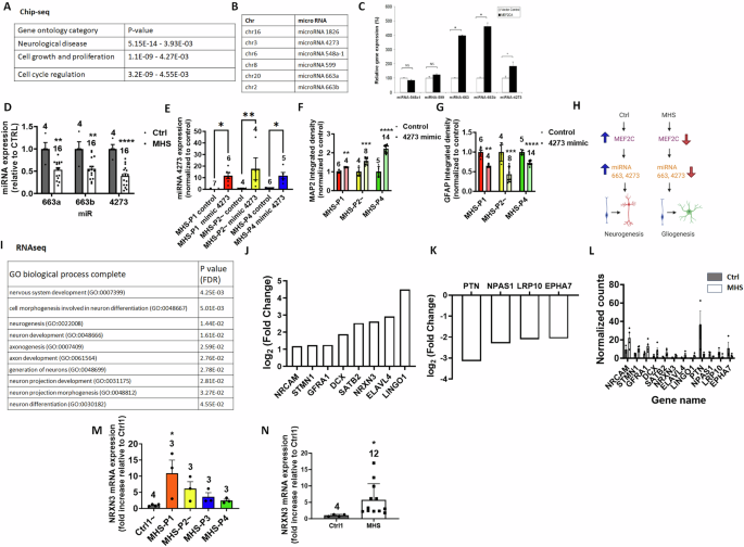 Fig. 2: ChIP-seq and RNA-seq analyses show MEF2C effects on hiPSC-derived cell types in 2D cultures.