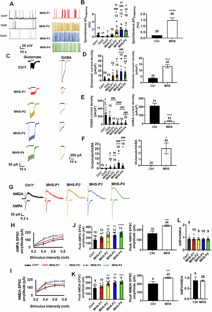 Fig. 3: MHS hiPSC-derived cerebrocortical neurons show increased excitation and decreased inhibition in 2D cultures.