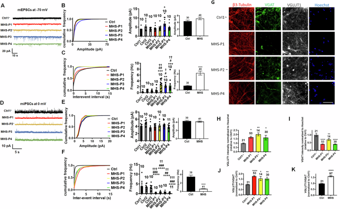 Fig. 4: MHS hiPSC-derived cerebrocortical neurons exhibit disrupted synaptic transmission in 2D cultures.